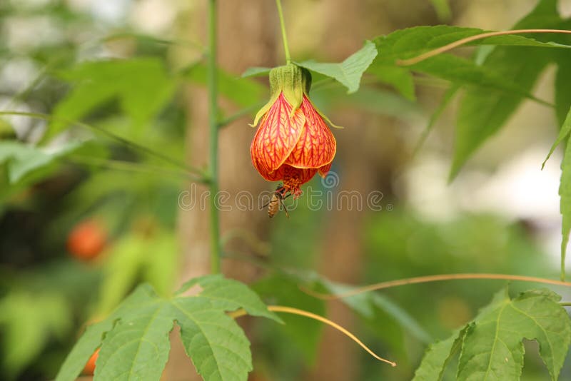 FLEUR ET ABEILLE image libre de droits