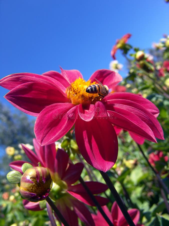 Fleur et abeille rouges images stock Fleur et abeille rouges images stock