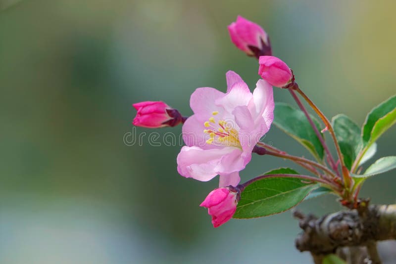 Fleur et bourgeons de Crabapple photographie stock Fleur et bourgeons de Crabapple photographie stock