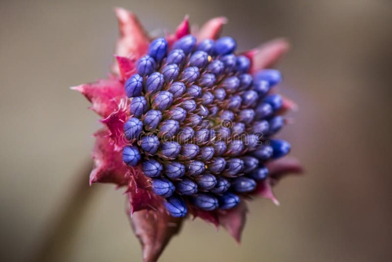 Fleur Exotique Rare étonnante Photo stock - Image du floraison, bleu:  103076144