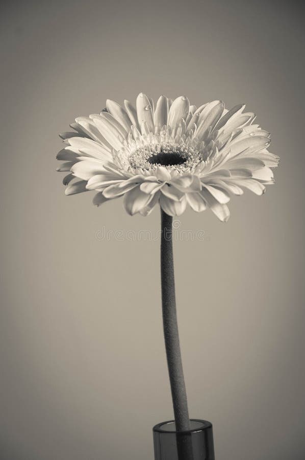 Fleur Grise Photos Stock Téléchargez 5,761 Photos libres de droits