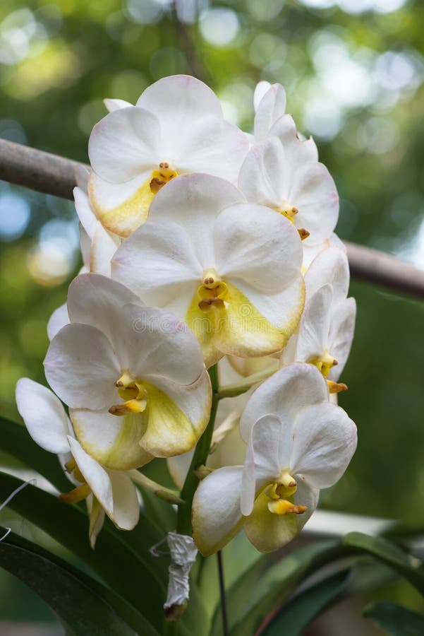 Fleur Hybride Blanche D'orchidée De Vanda Image stock - Image du centrale,  floraison: 46034153