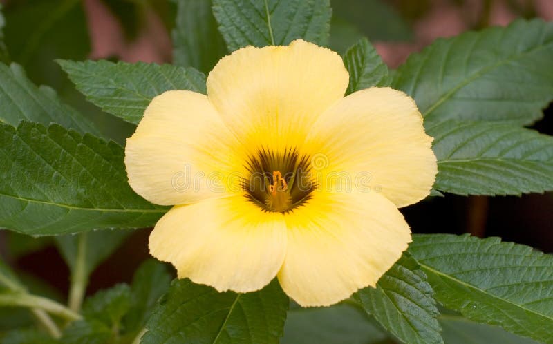 Download Fleur jaune photo stock. Image du nature, pétales, fleur - 91342