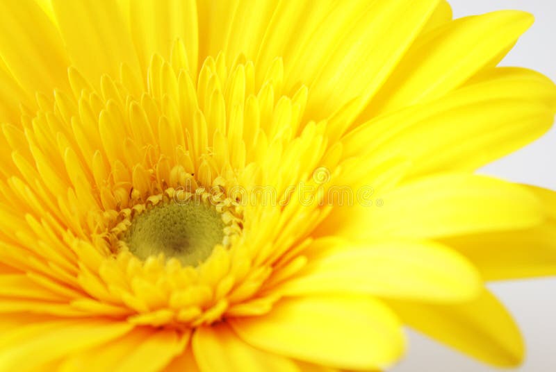 Fleur jaune de Gerber photos stock Fleur jaune de Gerber photos stock