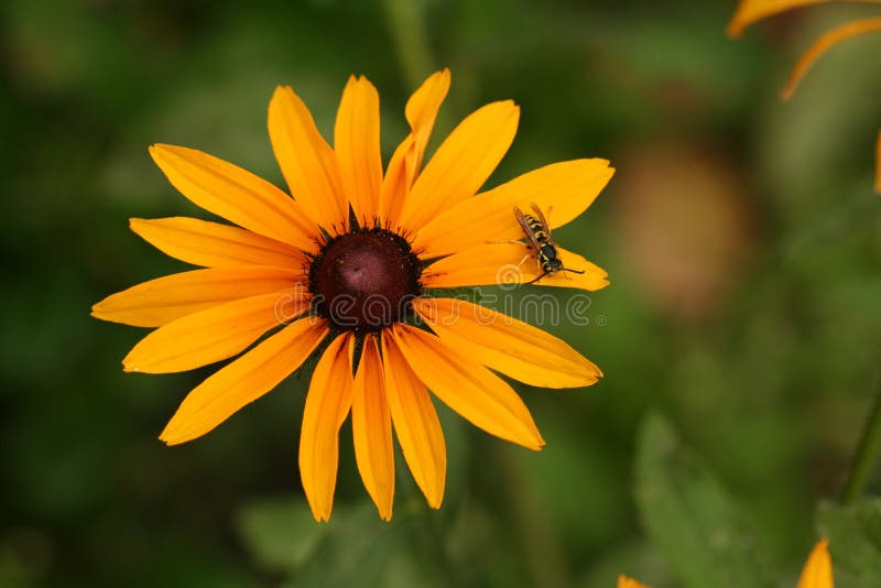 Fleur jaune de hirta de Rudbeckia avec la guêpe image libre de droits Fleur jaune de hirta de Rudbeckia avec la guêpe image libre de droits