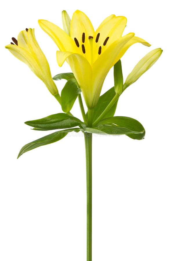 Fleur jaune de lis photographie stock Fleur jaune de lis photographie stock