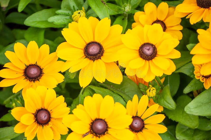 Fleur jaune de marguerite dans la forêt image libre de droits Fleur jaune de marguerite dans la forêt image libre de droits
