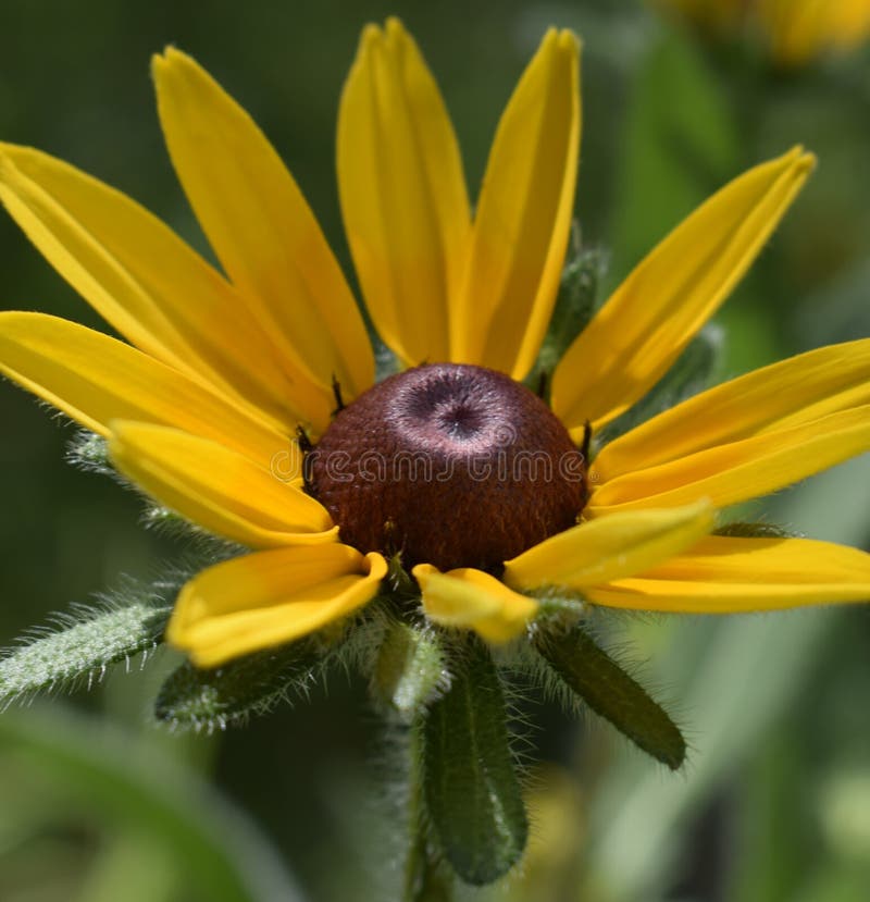 Fleur jaune de marguerite sur le fond vert de jardin Orientation molle photographie stock libre de droits Fleur jaune de marguerite sur le fond vert de jardin Orientation molle photographie stock libre de droits