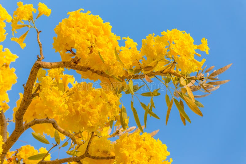 Fleur jaune de jaune de Pridiyathorn en nature images libres de droits