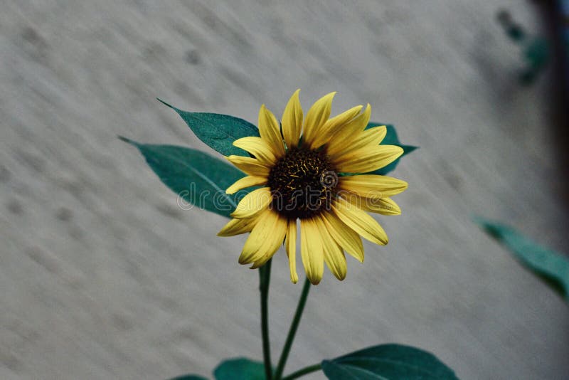 Fleur jaune du soleil dans le jardin image stock Fleur jaune du soleil dans le jardin image stock