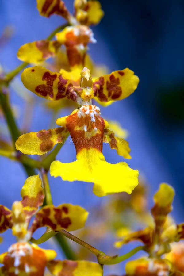 Fleur jaune exotique d'orchidée de gomesa images libres de droits Fleur jaune exotique d'orchidée de gomesa images libres de droits