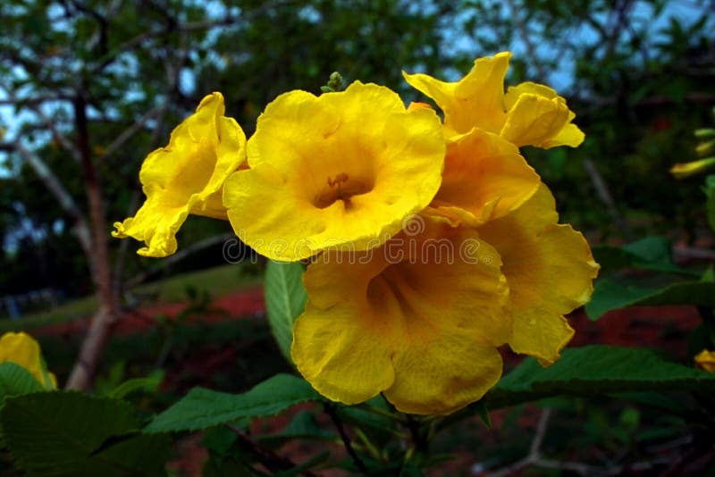 Fleur Jaune Exotique Et Dynamique Image stock - Image du jaune, rose:  204543821