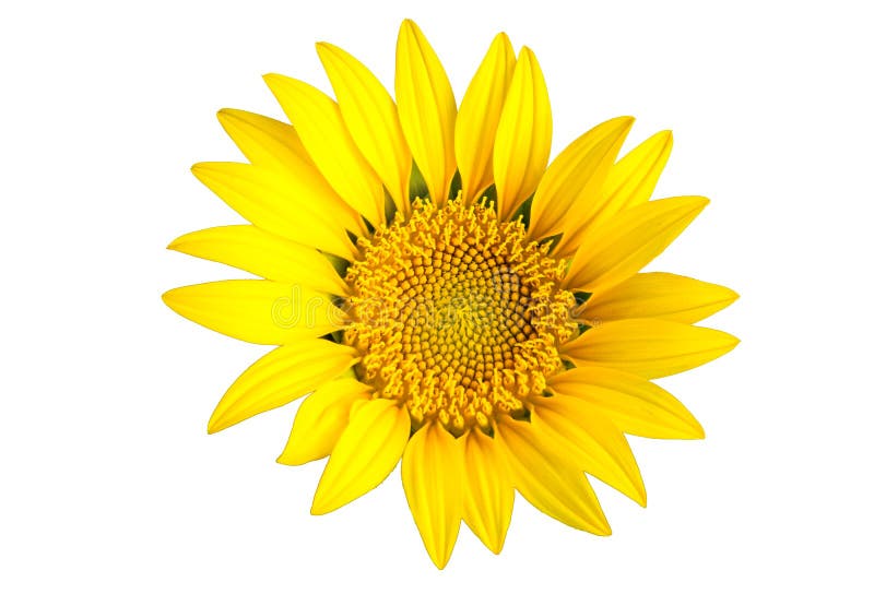Fleur jaune lumineuse du soleil image libre de droits