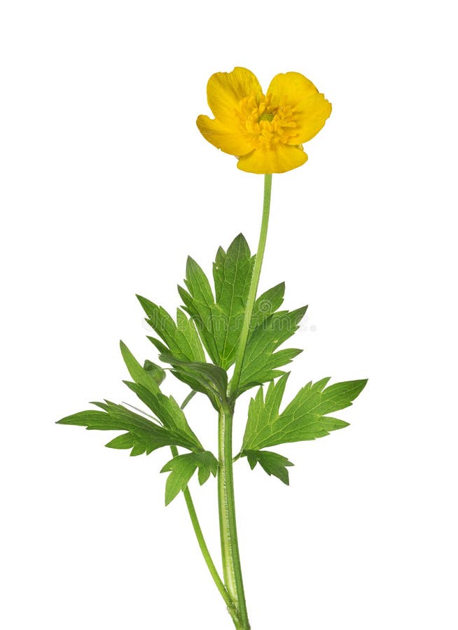 Fleur Jaune Sauvage De Renoncule Avec Les Feuilles Vertes Photo stock -  Image du lame, jaune: 45721352