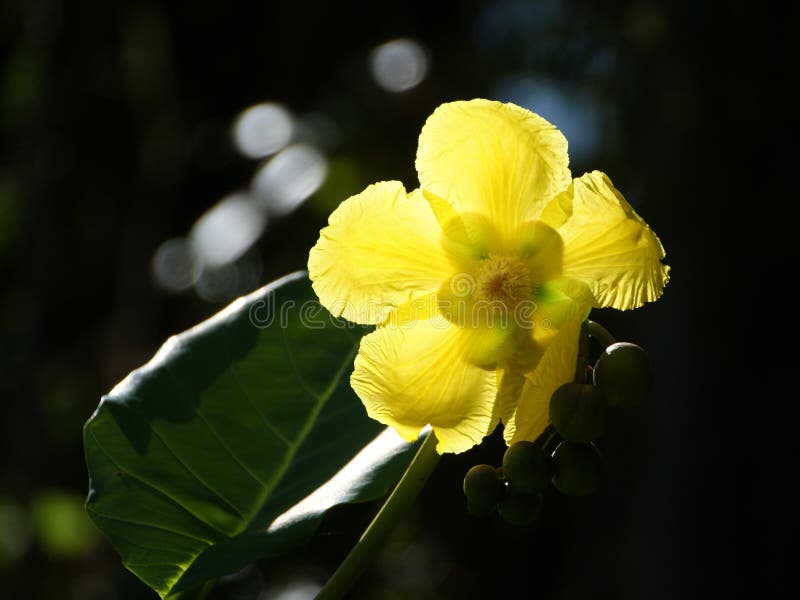 Fleur jaune translucide du soleil Suffruticosa de Dillenia photographie stock libre de droits Fleur jaune translucide du soleil Suffruticosa de Dillenia photographie stock libre de droits