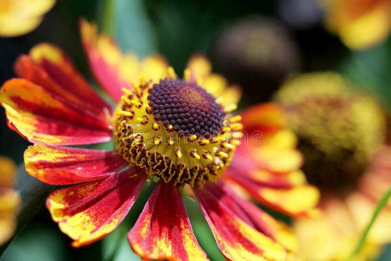 Fleur lumineuse colorée de fond de fleur images libres de droits