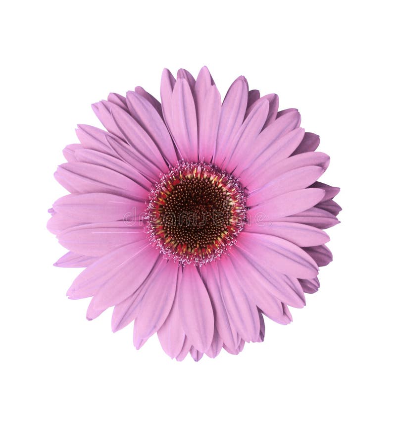 Fleur mauve-clair de Gerbera image libre de droits Fleur mauve-clair de Gerbera image libre de droits