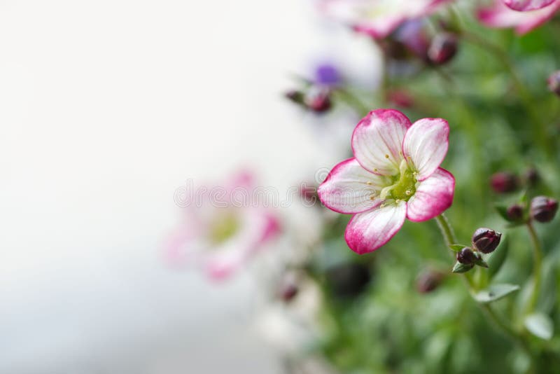 Fleur moussue blanche simple de saxifrage images stock Fleur moussue blanche simple de saxifrage images stock