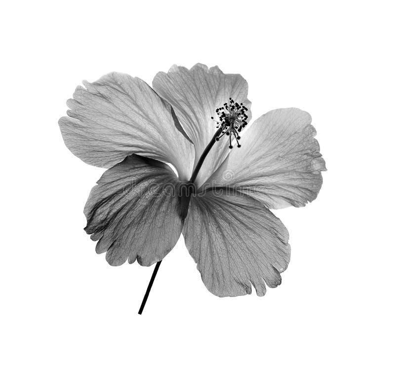 Fleur De Cerise Noire Et Blanche Image stock - Image du noir,  accroissement: 54339127