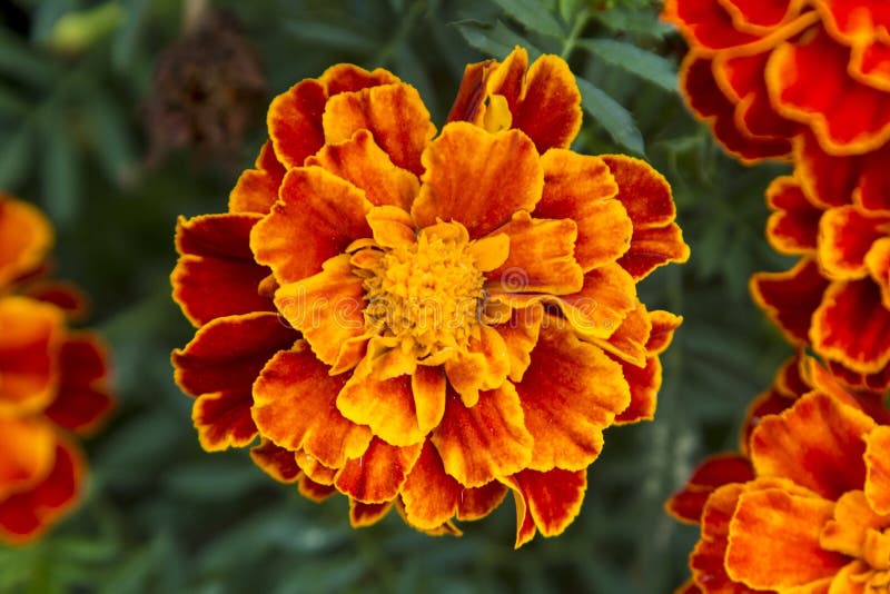 Fleur orange image stock Fleur orange image stock