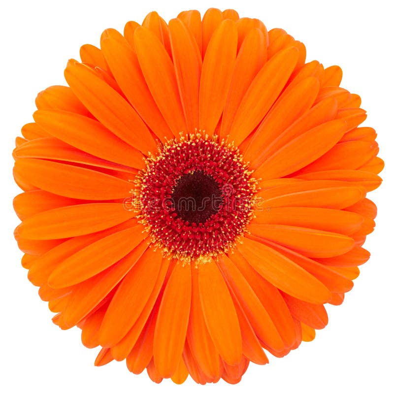 Fleur orange photos stock Fleur orange photos stock