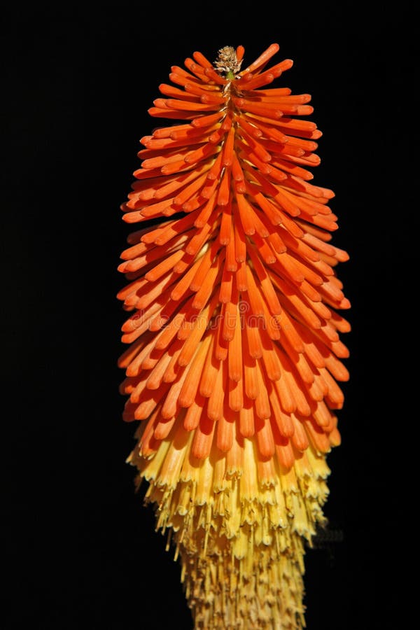 Fleur orange contrastée