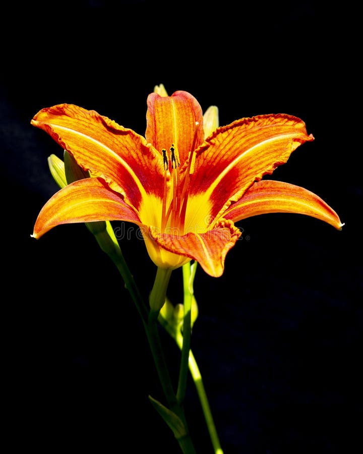 Fleur orange de Hemerocallis de daylily, fond noir en gros plan Belle orange lumineuse de fleur de daylily avec les stamens et le photo stock Fleur orange de Hemerocallis de daylily, fond noir en gros plan Belle orange lumineuse de fleur de daylily avec les stamens et le photo stock