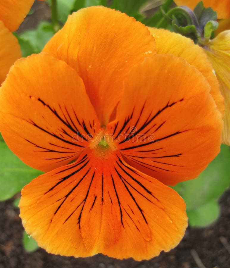 Fleur orange de pensée photo stock. Image du jaune, orange - 85071922