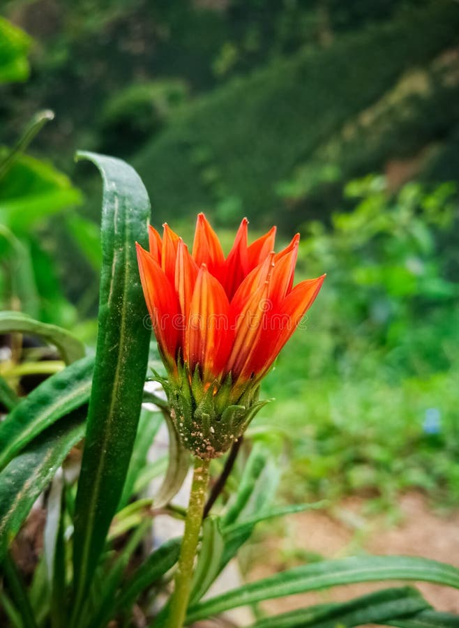 Fleur orange fermée en montagnes de campagne image libre de droits Fleur orange fermée en montagnes de campagne image libre de droits