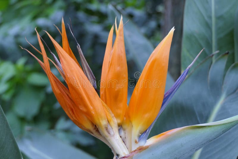 Fleur Orange Ou Jaune La Floraison Dans Le Jardin De La Jungle De La Ville.  Photo stock - Image du orange, groupe: 172604212