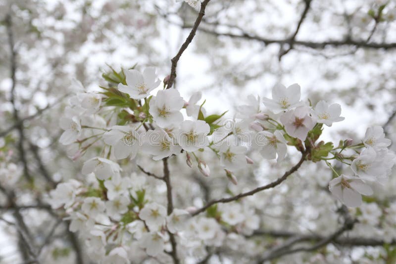 Fleur Ou Fleurs De Cerisier Blanche De Sakura Image stock Image du saison, stationnement 61101681