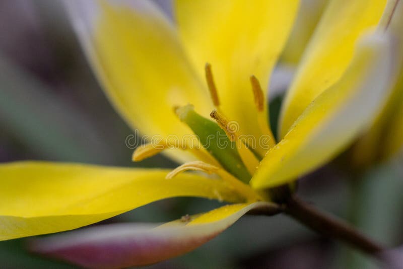 Fleur polonaise ensoleillée jaune photographie stock