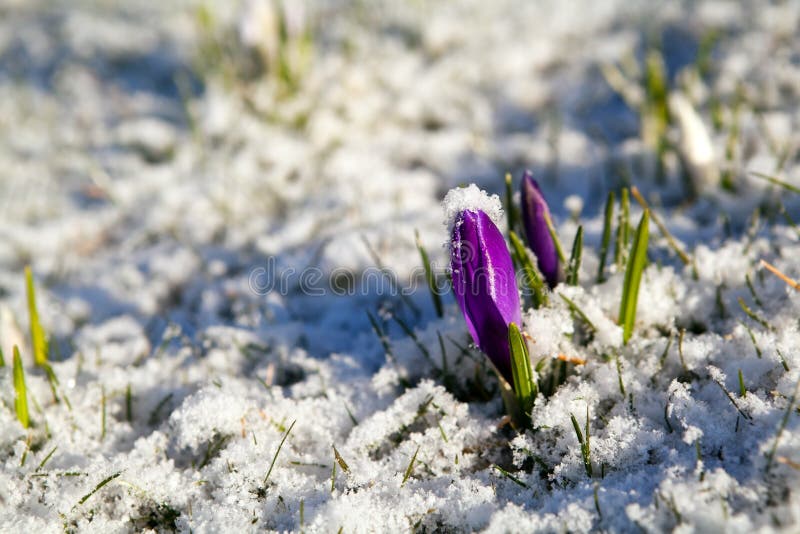 Purple crocus flower in snow during early spring. Purple crocus flower in snow during early spring