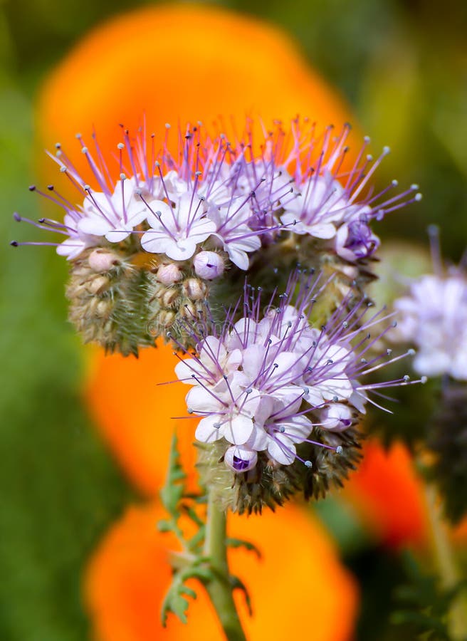 Fleur pourpre de Wildflowers en Californie photo libre de droits Fleur pourpre de Wildflowers en Californie photo libre de droits
