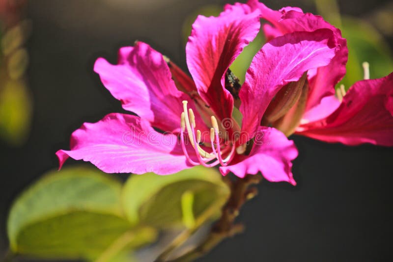 Fleur pourpre Hong Kong d'orchidée photo stock