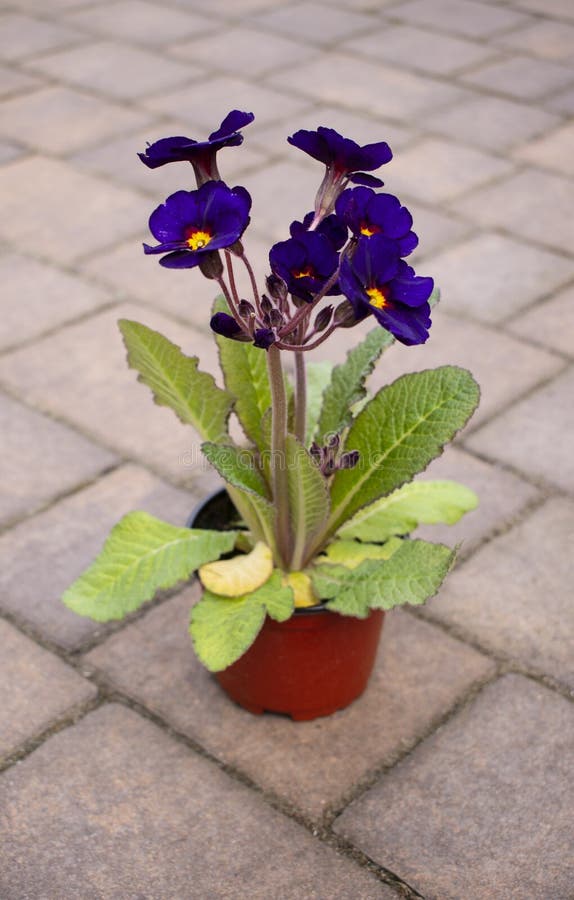 Fleur Primitive Violet Foncé Dans Un Pot Photo stock - Image du centres,  centrale: 214624374