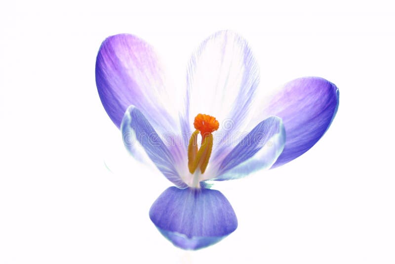 Fleur pure de safran photos libres de droits Fleur pure de safran photos libres de droits