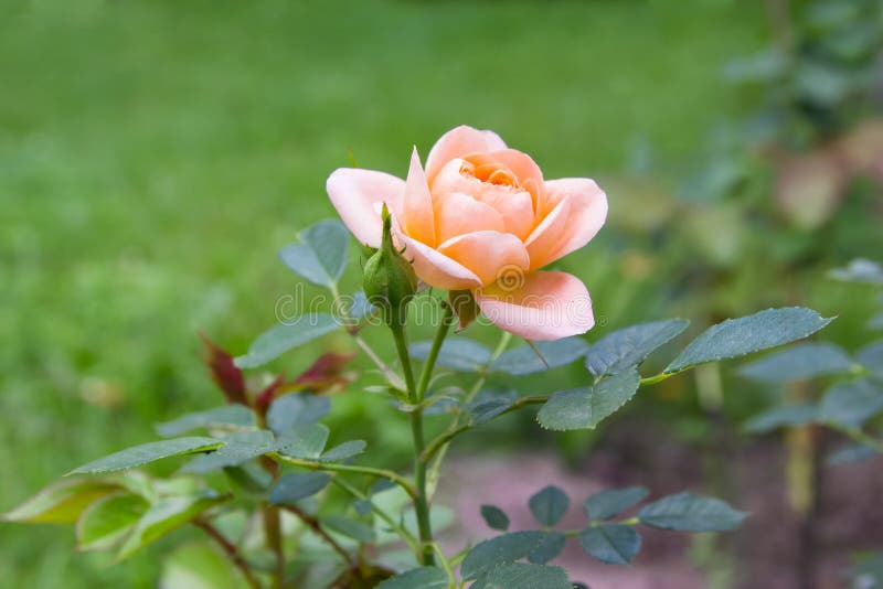 Fleur pâle - le rose a monté sur un fond de pelouse verte photographie stock Fleur pâle - le rose a monté sur un fond de pelouse verte photographie stock