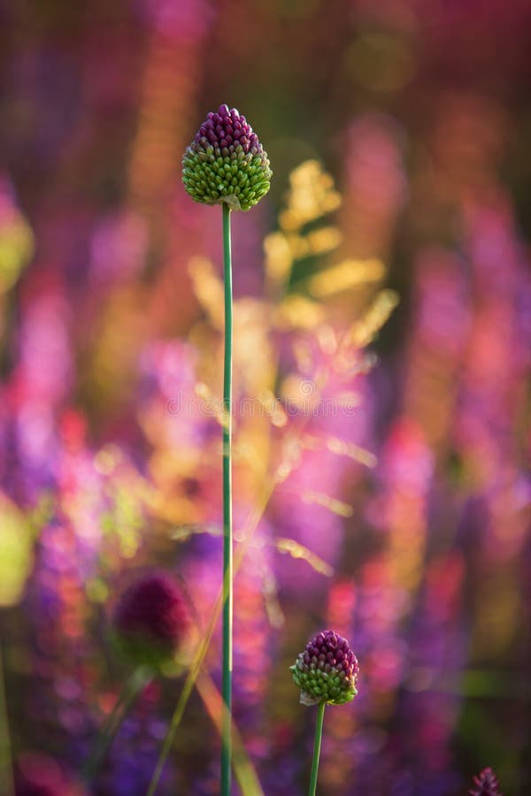 Fleur Rare Poireau Sauvage Ou Alium Ampeloprasum Dans Jardin Ensoleillé  Photo stock - Image du zone, lumineux: 213235534
