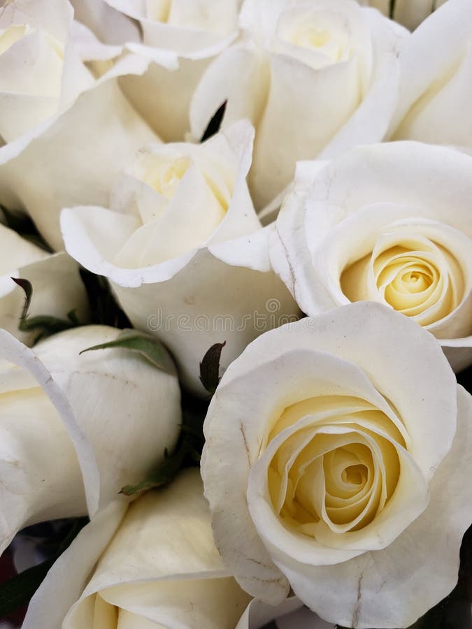 Fleur Rose Blanche Dans Un Bouquet Floral Pour Le Cadeau De L'amour, Du  Fond Et De La Texture Image stock - Image du cadeau, jardin: 147863281