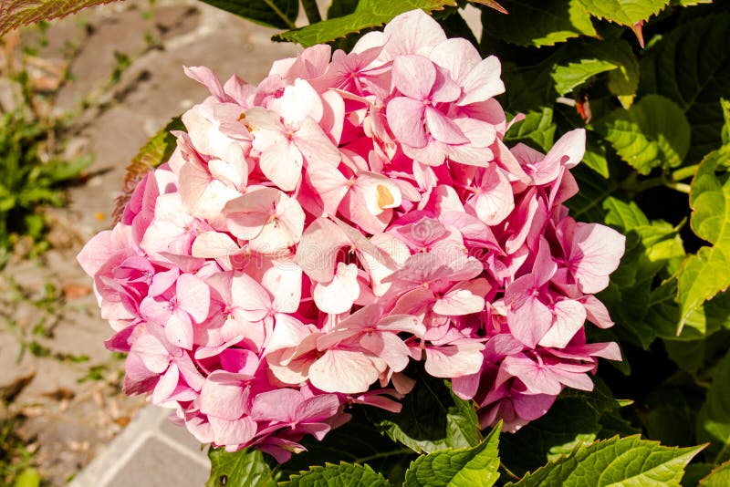 Fleur Rose Clair De Boule De Neige De Rose De Guelder Photo