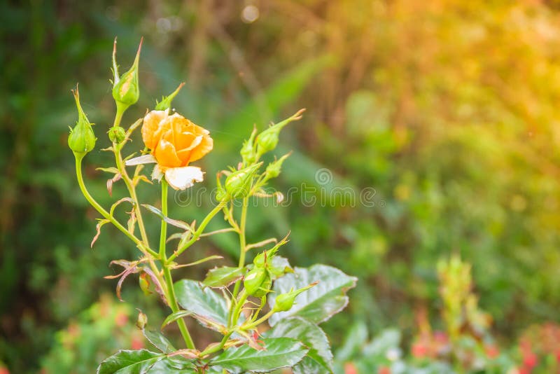 Fleur rose de belle orange simple sur la branche verte à garde images libres de droits Fleur rose de belle orange simple sur la branche verte à garde images libres de droits