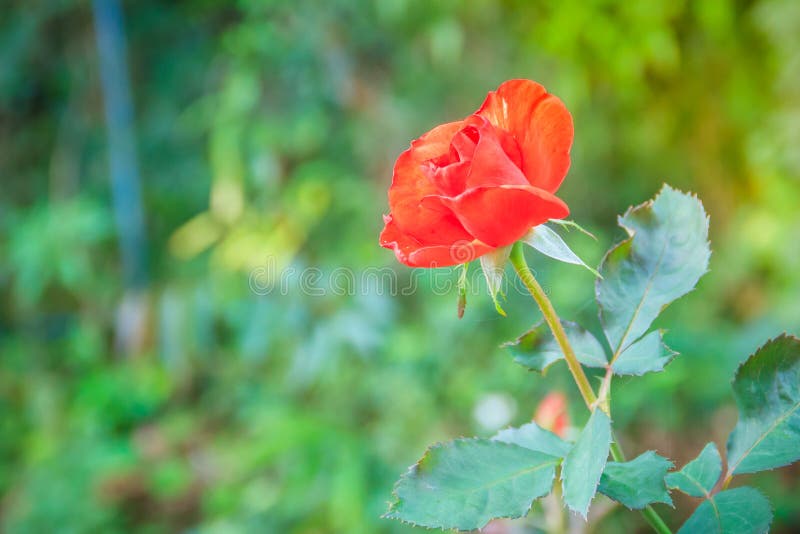 Fleur rose de belle orange simple sur la branche verte à garde photo libre de droits Fleur rose de belle orange simple sur la branche verte à garde photo libre de droits