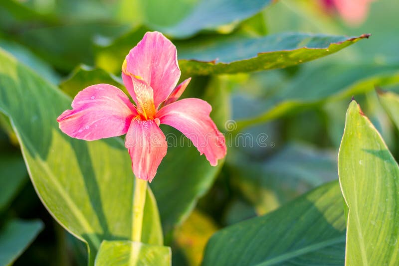 Fleur Rose De Canna (Canna Indica) Dans Le Jardin Avec Brouillé De Retour  Image stock - Image du centrale, jardinage: 66939997