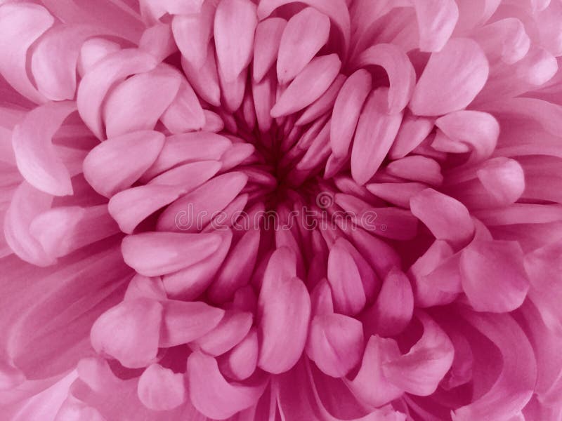 Fleur rose de chrysanthème closeup Macro images stock Fleur rose de chrysanthème closeup Macro images stock