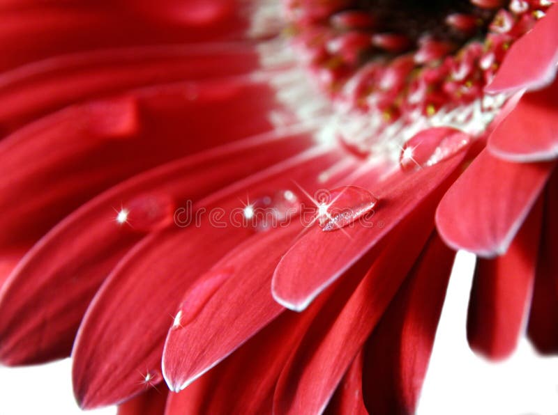 Fleur rose de Gerber photographie stock Fleur rose de Gerber photographie stock