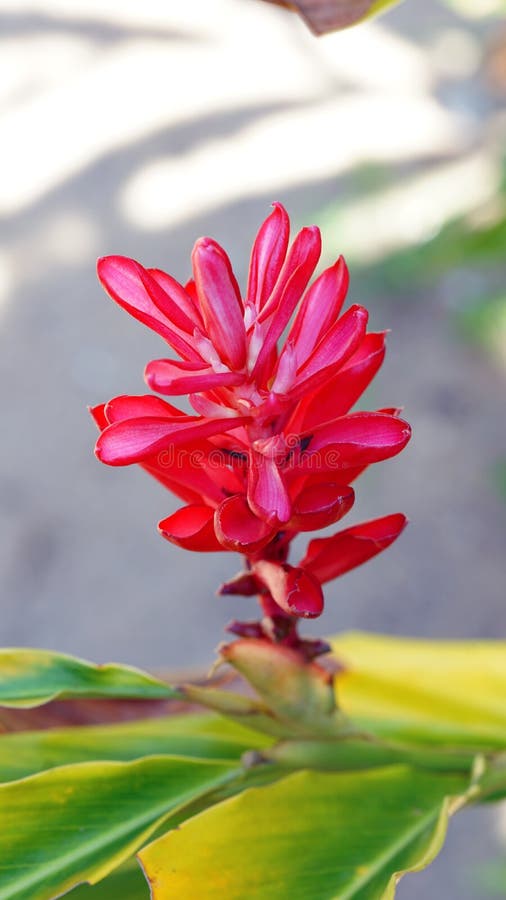Fleur rose de gingembre de cône photographie stock libre de droits Fleur rose de gingembre de cône photographie stock libre de droits