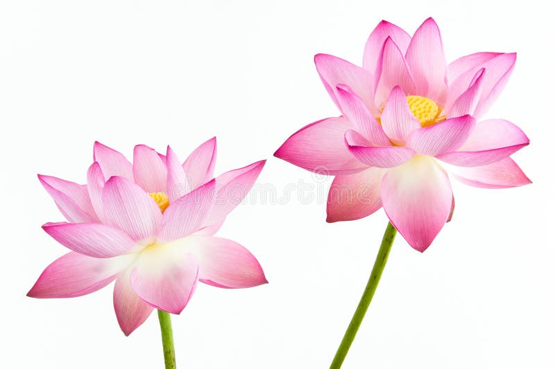 Fleur rose de lis d'eau de Twain (lotus) et CCB blanc