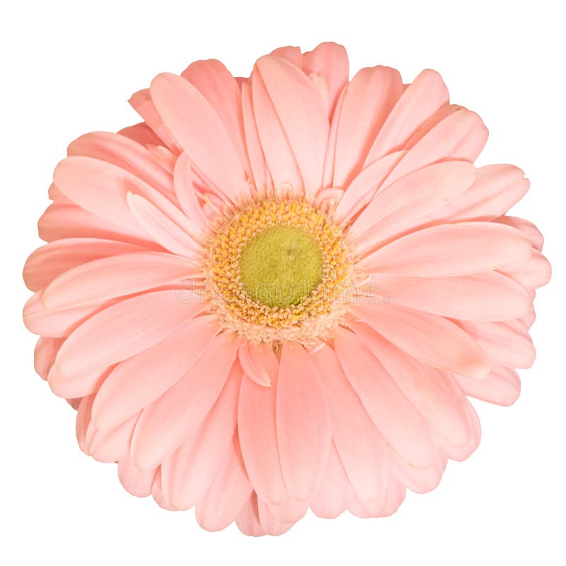 Fleur rose de marguerite photographie stock Fleur rose de marguerite photographie stock
