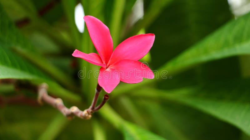 Fleur rose de Plumeria fleurissant sur la branche de l'arbre en parc Fleur de Frangipani images libres de droits Fleur rose de Plumeria fleurissant sur la branche de l'arbre en parc Fleur de Frangipani images libres de droits